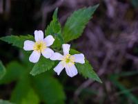 Platanenblättriger Hahnenfuß